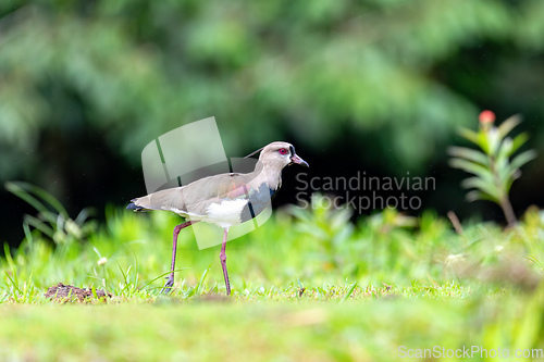 Image of Southern lapwing - Vanellus chilensis, commonly called quero-quero. Refugio de Vida Silvestre Cano Negro, Wildlife and bird watching in Costa Rica.