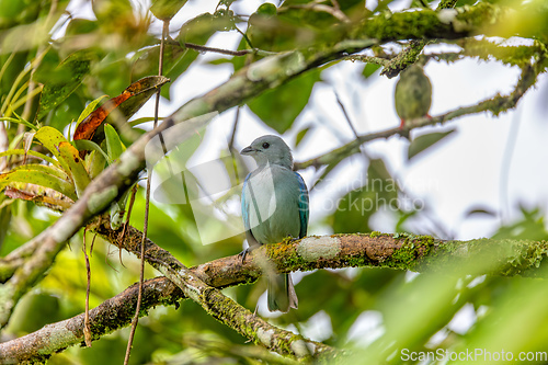 Image of Blue-gray tanager - Thraupis episcopus, Refugio de Vida Silvestre Cano Negro, Wildlife and bird watching in Costa Rica.