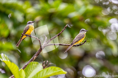 Image of Tropical kingbird, Tyrannus melancholicus. Refugio de Vida Silvestre Cano Negro, Wildlife and bird watching in Costa Rica.