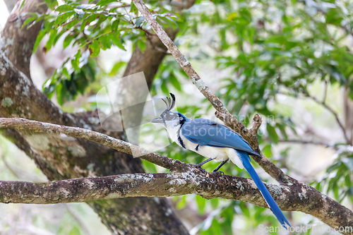 Image of White-throated magpie-jay, Calocitta formosa, Parque Nacional Rincon de la Vieja, Guanacaste Province, Costa Rica