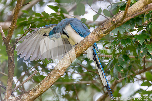 Image of White-throated magpie-jay, Calocitta formosa, Parque Nacional Rincon de la Vieja, Guanacaste Province, Costa Rica