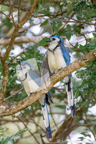 Image of White-throated magpie-jay, Calocitta formosa, Parque Nacional Rincon de la Vieja, Guanacaste Province, Costa Rica