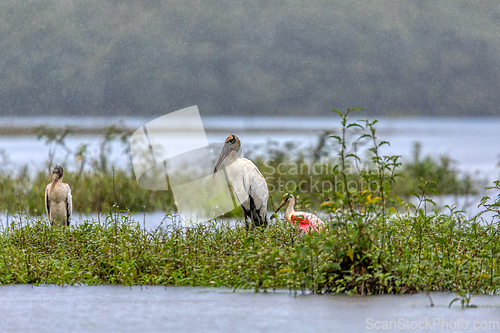 Image of Wood stork - Mycteria americana. Refugio de Vida Silvestre Cano Negro, Wildlife and bird watching in Costa Rica.