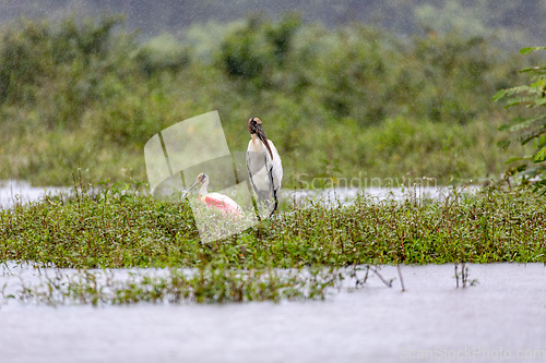 Image of Wood stork - Mycteria americana. Refugio de Vida Silvestre Cano Negro, Wildlife and bird watching in Costa Rica.