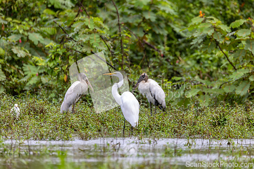 Image of Great egret - Ardea alba, Refugio de Vida Silvestre Cano Negro, Wildlife and birdwatching in Costa Rica.