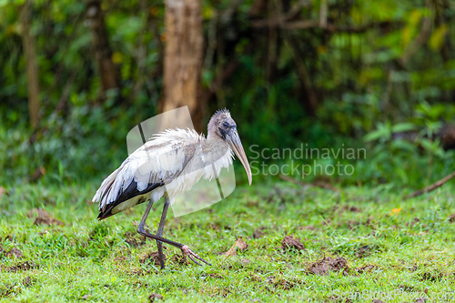 Image of Wood stork - Mycteria americana. Refugio de Vida Silvestre Cano Negro, Wildlife and bird watching in Costa Rica.