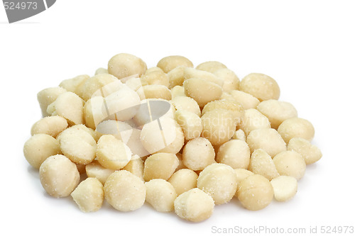 Image of Macadamia