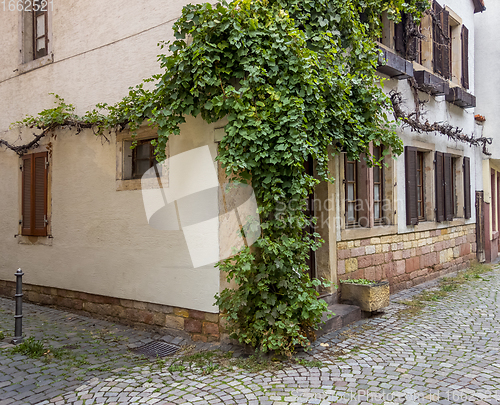 Image of vine at a house facade