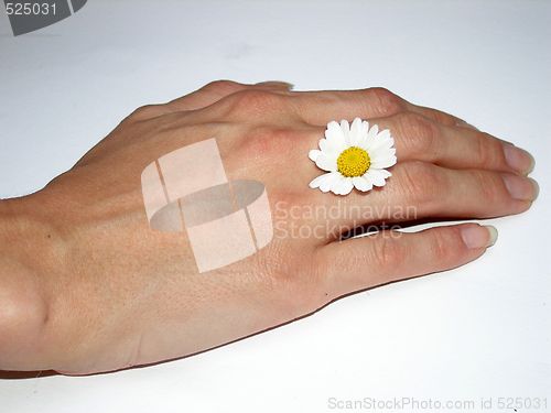 Image of daisy