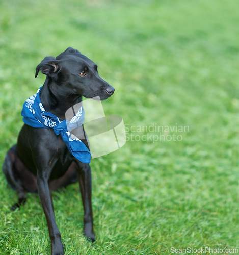Image of Dog, park and sitting on grass field for training exercise, pet care at outdoor kennel shelter. Animal, calm and environment on lawn for trust workout for obedience, puppy practice or playful game