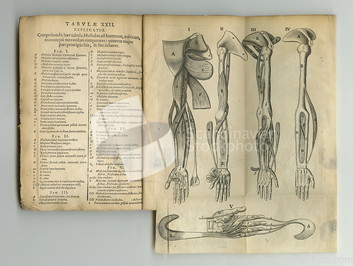 Image of Old book, vintage and anatomy of bones, human body parts or latin literature, manuscript or ancient scripture against a studio background. History novel, journal or education of skeleton study