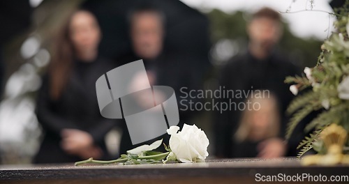 Image of Rose, coffin and funeral at cemetery outdoor at burial ceremony of family together at grave. Death, grief and flower on casket at graveyard for people mourning loss of life at floral farewell event.