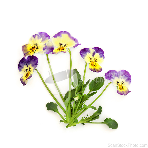 Image of Purple Yellow Pansy Flower Plant Northern Lights Variety