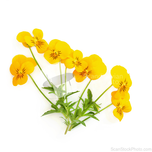 Image of Yellow Pansy Flower Plant Panola XP Variety