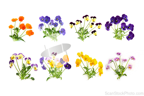 Image of Pansy Flower Plant Collection Various Colors 