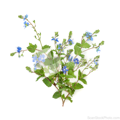 Image of Veronica Germander Speedwell Flower Summer Wildflower