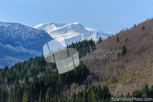 Image of Snow blankets a mountain peak above dark green pines with clear blue skies.
