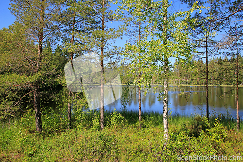 Image of Forest Lake Scenery on Midsummer Eve