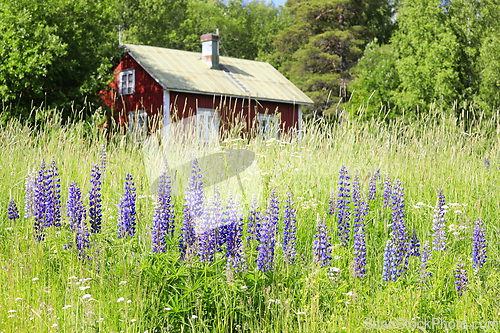 Image of Lupines in Front of Rural Summer Cottage