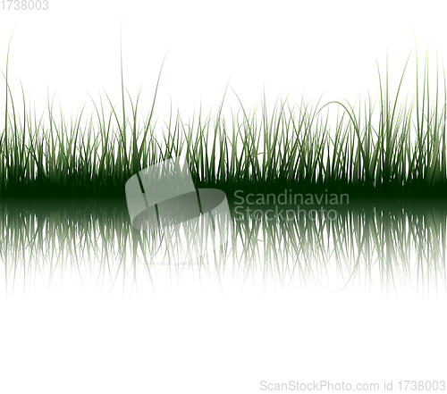 Image of Grass On Water