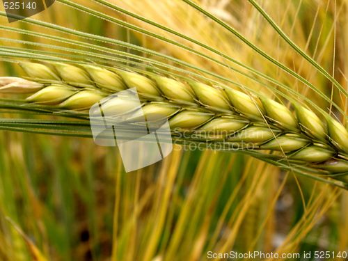 Image of corn