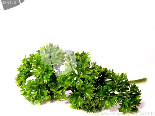 Image of parsley