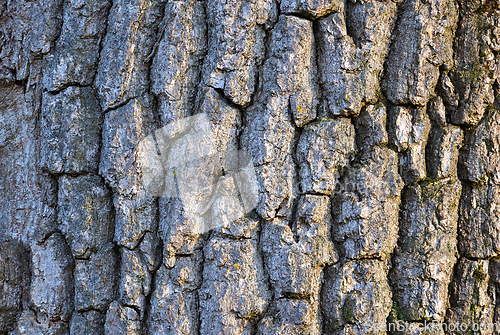 Image of ash bark texture