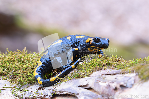 Image of beautiful fire salamander in natural habitat