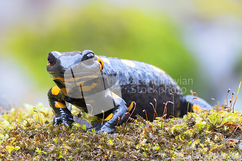 Image of fire salamander in natural habitat
