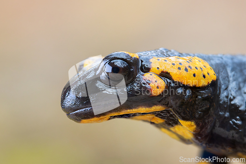 Image of macro portrait of a beautiful fire salamander