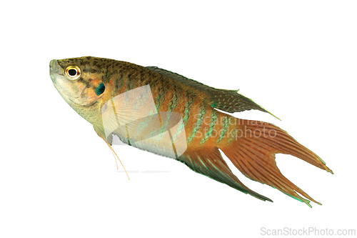 Image of male paradise fish isolated on white