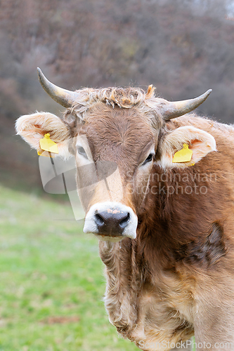 Image of portrait of curious cow at the farm