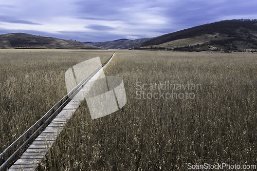 Image of reed bed natural reserve from Sic