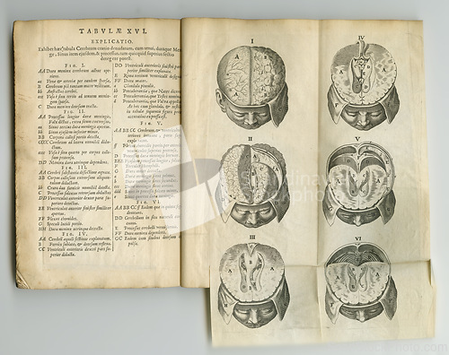 Image of Vintage, brain and antique medical book on anatomy bones, medicine treatment research or head trauma support. Latin journal, healthcare or skull diagram sketch for historical neurosurgery guide