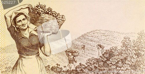 Image of Woman harvesting grapes