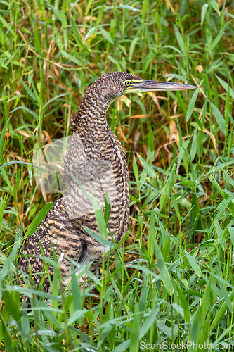 Image of Bare-throated tiger heron, Tigrisoma mexicanum. River Rio Bebedero, Refugio de Vida Silvestre Cano Negro, Costa Rica wildlife