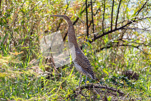 Image of Bare-throated tiger heron, Tigrisoma mexicanum. River Rio Bebedero, Palo Verde National park Wildlife Reserve, Costa Rica wildlife