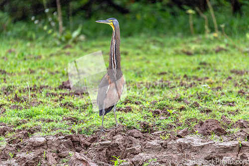 Image of Bare-throated tiger heron - Tigrisoma mexicanum. River Rio Bebedero, Refugio de Vida Silvestre Cano Negro, Costa Rica wildlife