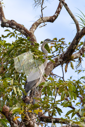 Image of Great blue heron, Ardea herodias with Hypostomus plecostomu in beak, Costa Rica