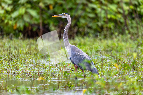 Image of Great blue heron - Ardea herodias with Hypostomus plecostomu in beak, Costa Rica