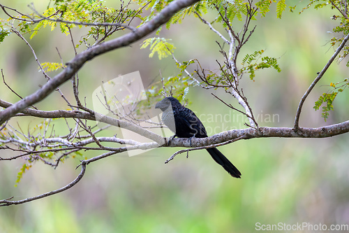 Image of Bird, groove-billed ani, Crotophaga sulcirostris, Guanacaste Costa Rica