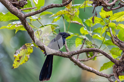 Image of Bird, groove-billed ani, Crotophaga sulcirostris, Guanacaste Costa Rica