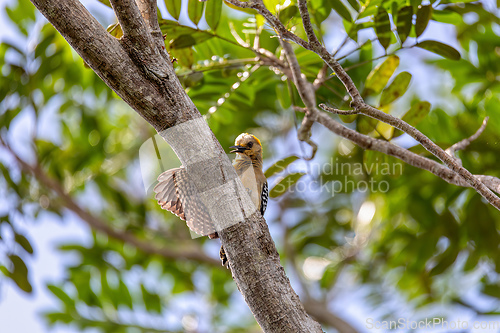 Image of Hoffmann's woodpecker - Melanerpes hoffmannii. Refugio de Vida Silvestre Cano Negro, Wildlife and birdwatching in Costa Rica.