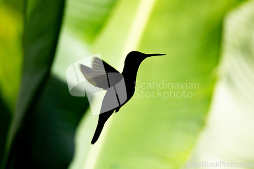 Image of Silhouette of Rufous-tailed hummingbird - Amazilia tzacatl. Refugio de Vida Silvestre Cano Negro, Wildlife and bird watching in Costa Rica.