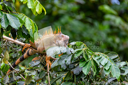 Image of Green iguana - Iguana iguana, Refugio de Vida Silvestre Cano Negro, Wildlife and birdwatching in Costa Rica.