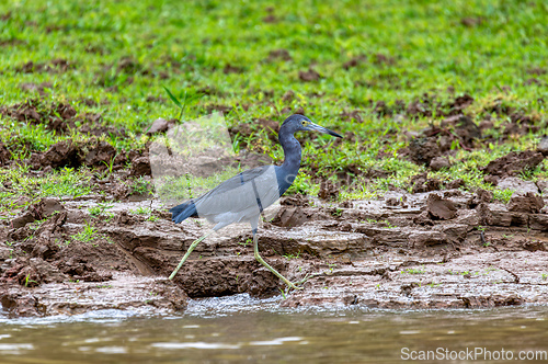 Image of Little blue heron - Egretta caerulea, Wildlife and birdwatching in Costa Rica.