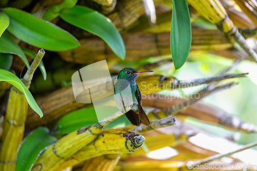 Image of Rufous-tailed hummingbird - Amazilia tzacatl. Refugio de Vida Silvestre Cano Negro, Wildlife and bird watching in Costa Rica.