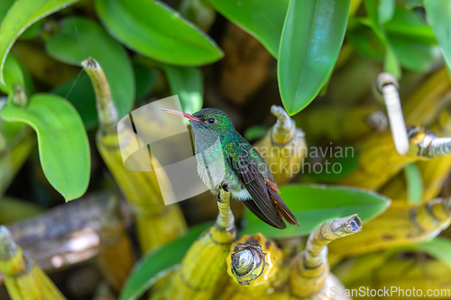 Image of Rufous-tailed hummingbird - Amazilia tzacatl. Refugio de Vida Silvestre Cano Negro, Wildlife and bird watching in Costa Rica.