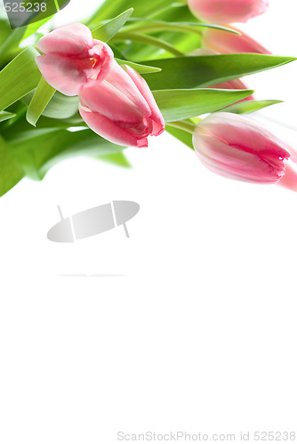 Image of Fresh pink tulips