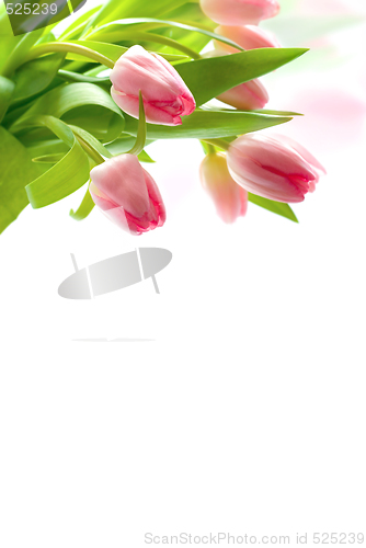 Image of Fresh pink tulips